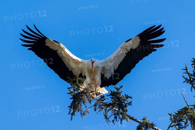 A stork spreads its wings over a tree in front of a clear sky, White Stork (Ciconia ciconia), wildlife, Germany