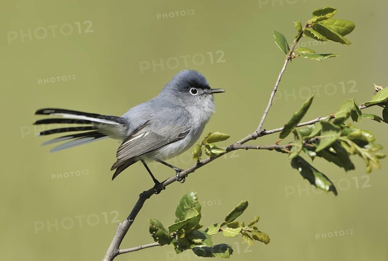 Blue-grey Gnatcatcher (Polioptila caerulea), USA