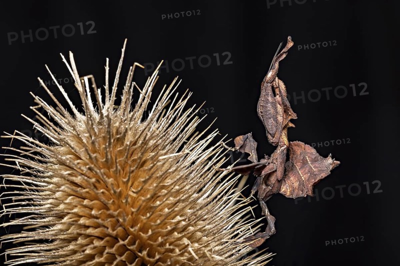 An insect camouflages itself next to a prickly thistle on a dark background, ghost mantis (Phyllocrania paradoxa)