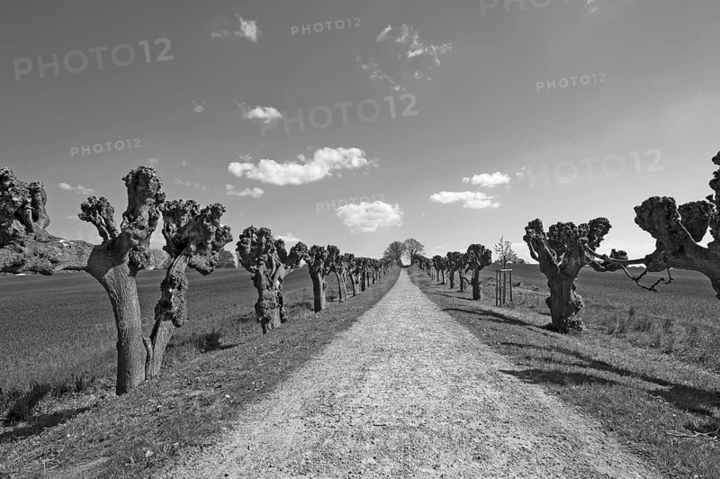 Trimmed festoon avenue of Tilia × europaea lime trees (Tilia × europaea), at Bothmar Castle, black and white, Klütz, Mecklenburg-Western Pomerania, Germany