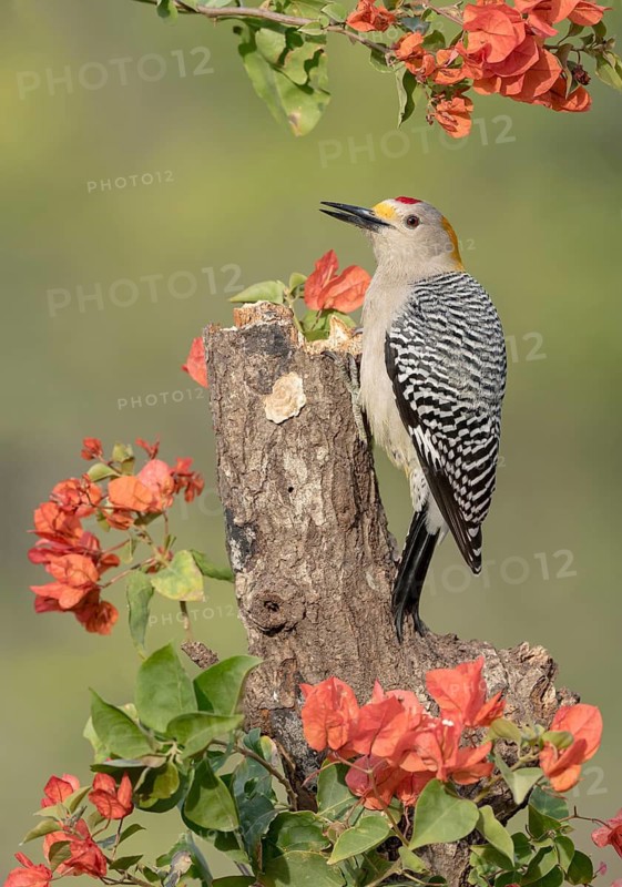 Golden-fronted Woodpecker (Melanerpes aurifrons) male perched on an old stump, Texas, USA