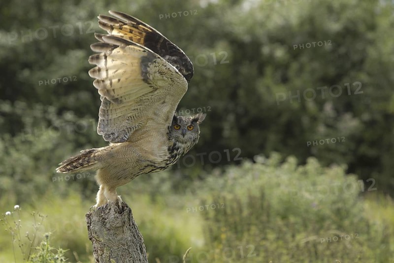 Eurasian Eagle-Owl (Bubo bubo), Rhineland-Palatinate, Germany