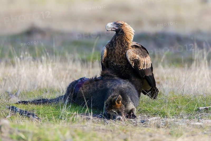 Wedge-tailed Eagle (Aquila audax) at the carcass of a Swamp Wallaby (Wallabia bicolor), Victoria, Australia