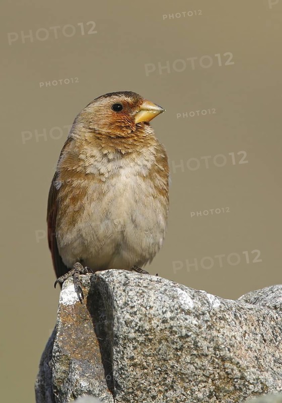 Eurasian Crimson-winged Finch (Rhodopechys sanguineus), Oukaimeden, Morocco