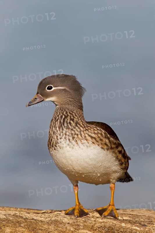 Mandarin duck, (Aix galericulata), animals, birds, duck birds, females, ducks, forest park, Mannheim, Baden-Württemberg, Federal Republic of Germany