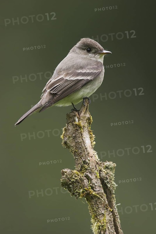 Western Wood Pewee (Contopus sordidulus), Washington, USA