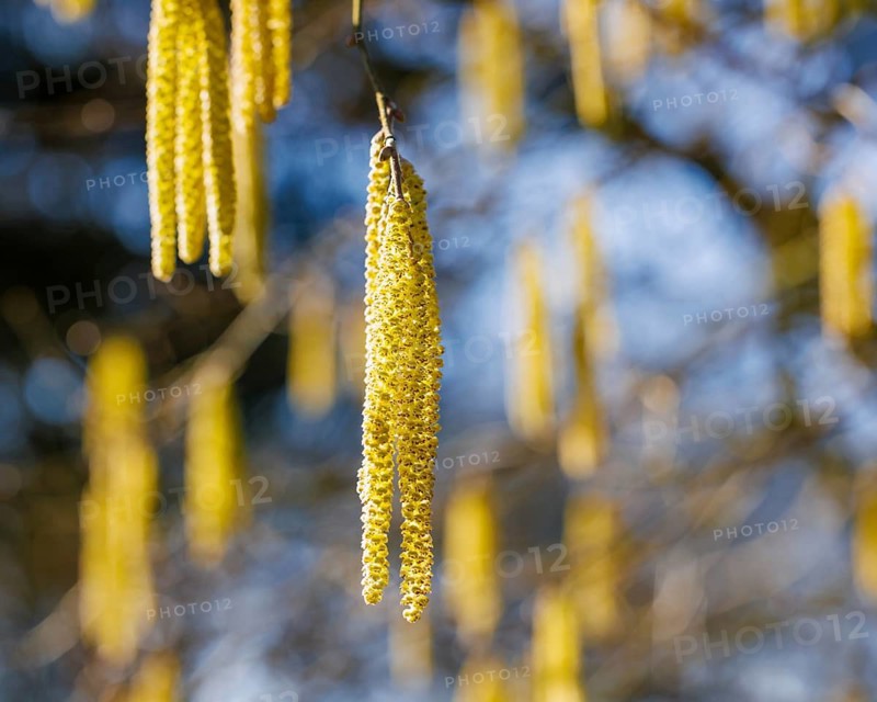 Flower Common hazel (Corylus avellana), Germany