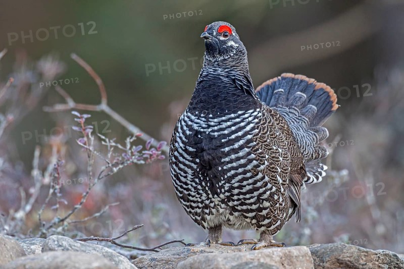 Pine grouse (Canachites canadensis), in courtship display, Brooks Range, Alaska, USA