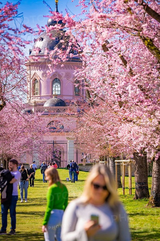 People walking under cherry blossoms in the park towards a pink dome, Cherry Blossom Garden, Schwetzingen Palace, Germany