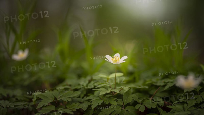 Close-up of a wood anemone (Anemonoides nemorosa, syn. Anemone nemorosa), landscape, nature photograph, diffuse light, flower, Neustadt am Rübenberge, Neustadt am Rübenberge, Germany