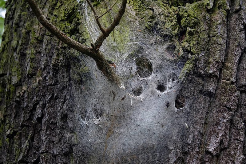 Oak processionary moth, spun nest, Germany