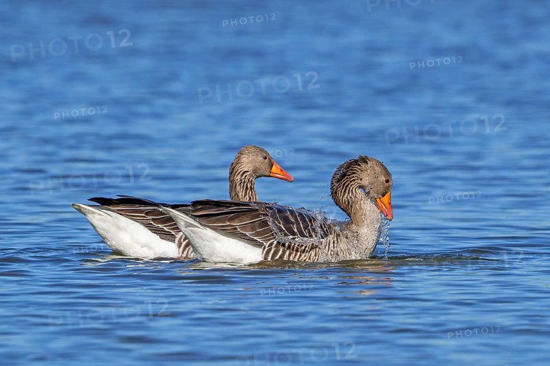 Greylag geese, graylag goose (Anser anser) pair swimming in pond and male, gander showing courtship behaviour in late winter, spring