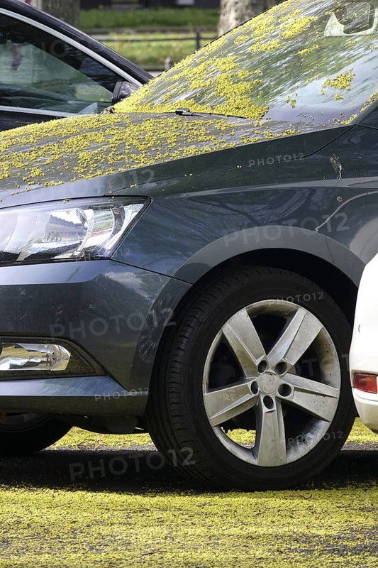 Pollen on a car, April, Germany