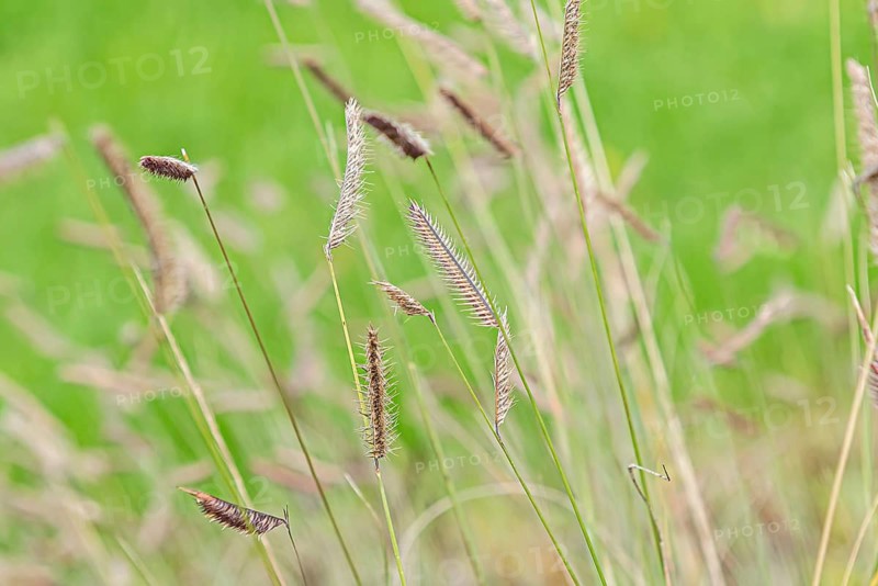 Mosquito grass (Bouteloua gracilis)