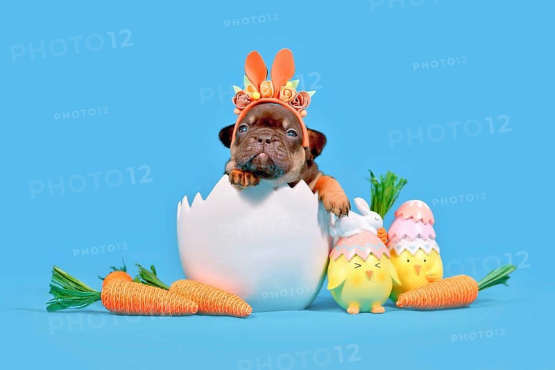 Tan French Bulldog dog puppy sitting in Easter egg shell on blue background