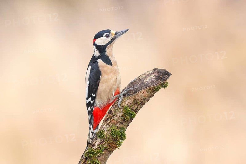 Great spotted woodpecker (Dendrocopus major), male sitting on a branch, wildlife, animals, birds, woodpeckers, winter, feeding, Siegerland, North Rhine-Westphalia, Germany