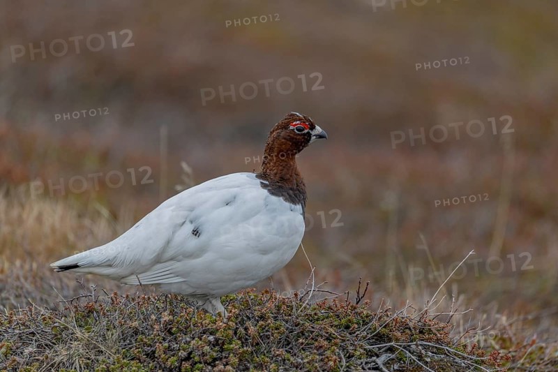 Willow ptarmigan (Lagopus lagopus), male, transitional dress, Varanger, Norway