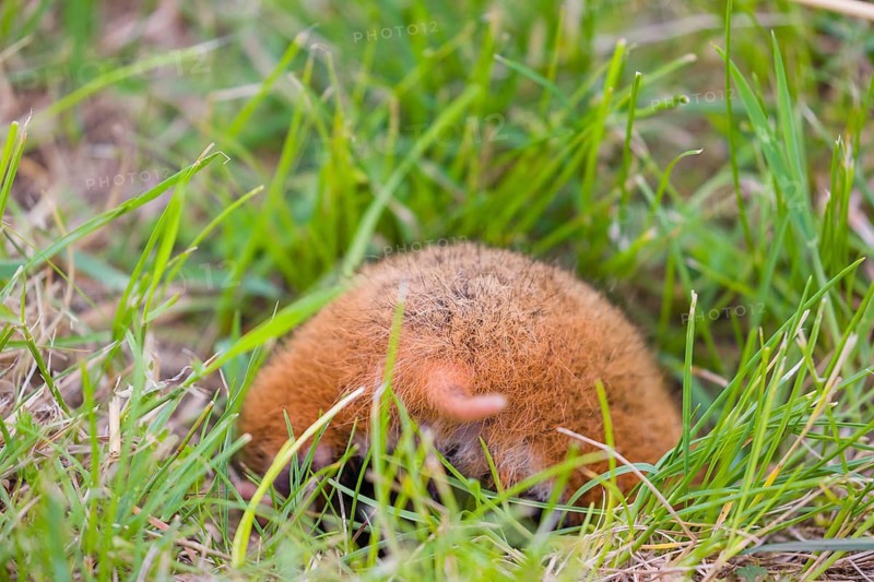 Butt of a European hamster (Cricetus cricetus), Eurasian hamster, black-bellied hamster or common hamster, that enters his den