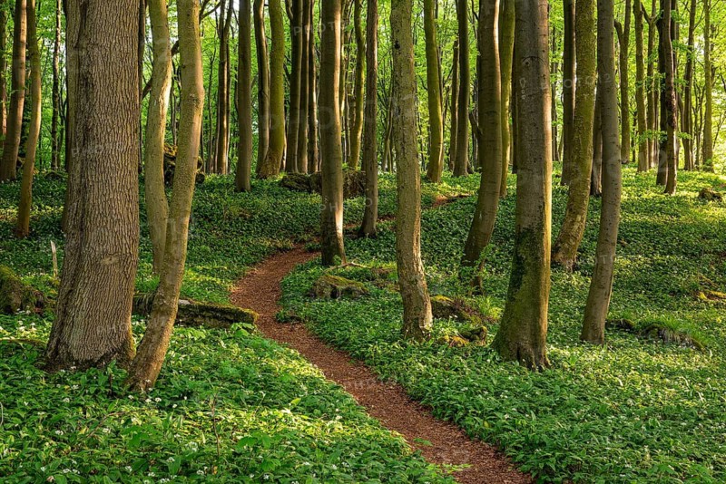Winding forest path through an idyllic beech forest in spring with lush green wild garlic on the ground, Naturwald Saubrink-Oberberg, Ith, Weserbergland, Lower Saxony, Germany