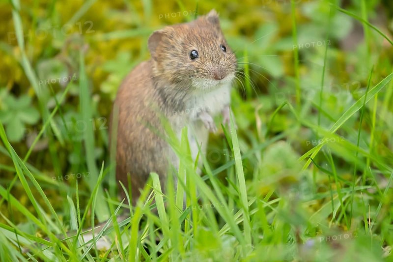 Field vole (Microtus agrestis) adult rodent animal in grassland, England, United Kingdom