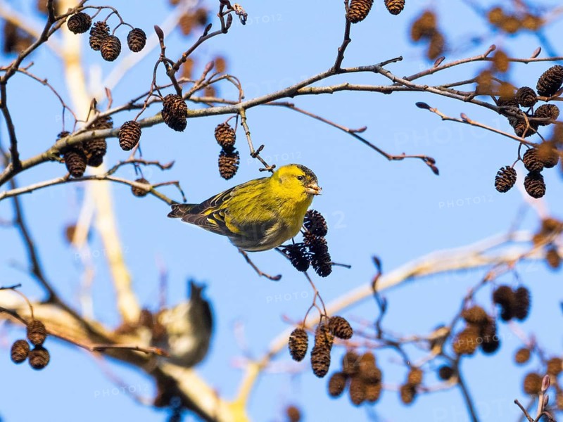 Siskin (Carduelis spinus), adult male perched on an alder branch, picking out seeds from the alder cones with its bill, Hesse, Germany
