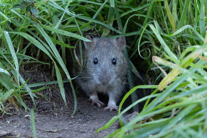 Brown rat (Rattus norvegicus) adult rodent animal emerging from a burrow hole in grassland, England, United Kingdom