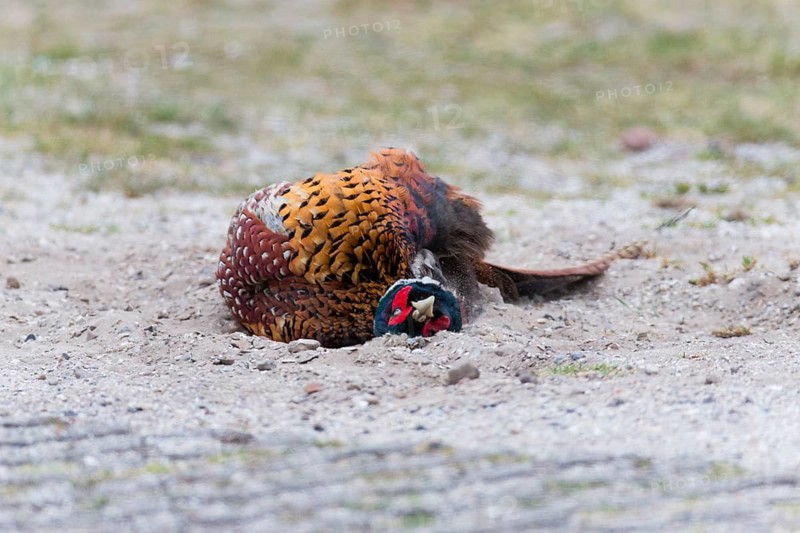 Common pheasant (Phasianus colchicus), Ring-necked pheasant, cock or male bird, taking a dust bath at the side of a track, Texel, Holland