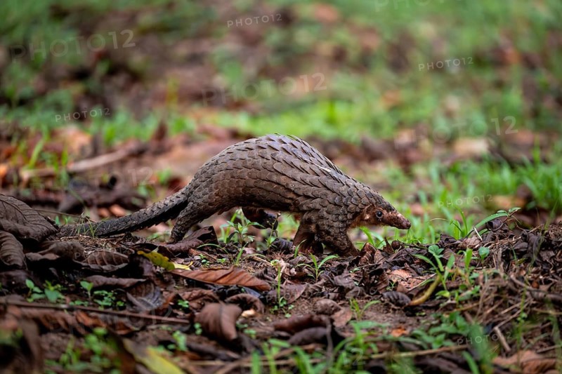 Pangolin on the ground, white-bellied pangolin (Phataginus tricuspis, Manis tricuspis), Western Region, Pangolin Rescue Center, Uganda