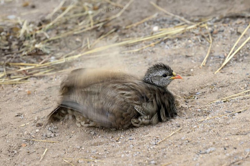 Natal Francolin (Pternistis natalensis), adult, on the ground, sand bath, plumage care, Kruger, Kruger National Park, South Africa