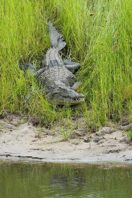 Nile Crocodile (Crocodylus niloticus), wild adult animal rests with open mouth in green grass in front of the water. Vertical portrait. Chobe National Park, Botswana