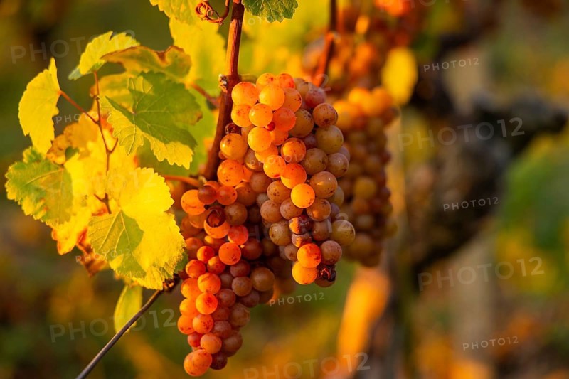 Goldener Wagen is a vineyard immediately north of Hoflößnitz, in the Oberlößnitz district of the Saxon town of Radebeul, as well as a cultural monument. The original state vineyard can be found at Am Goldenen Wagen, west of the Spitzhaus staircase. The vineyard is named after the Radebeuler Goldener Wagen, which forms the easternmost of the three Radebeuler individual layers within the large Radebeuler Lößnitz vineyard, Radebeul, Saxony, Germany