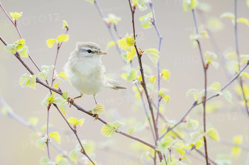 Common Chiffchaff (Phylloscopus collybita) perched on a branch, Netherlands