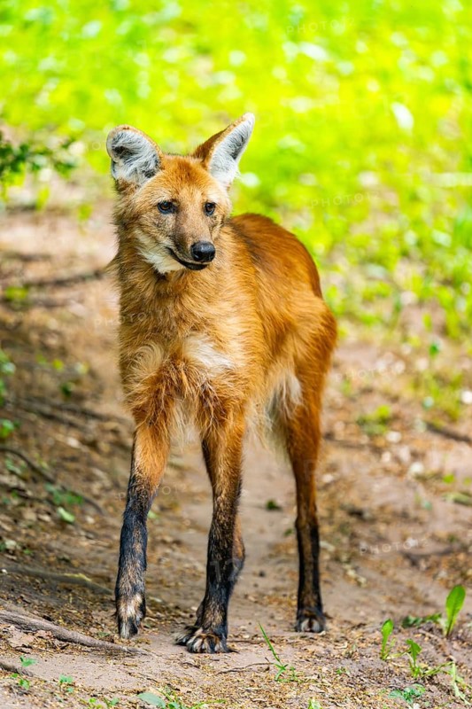 Maned wolf (Chrysocyon brachyurus) walking around, Germany