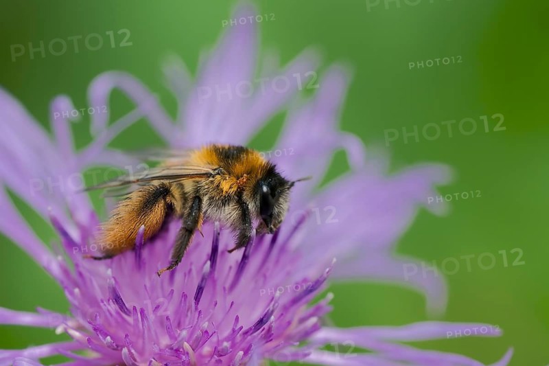 Brown-rumped trouser bee (Dasypoda hirtipes) on knapweed flower, Lower Saxony, Germany
