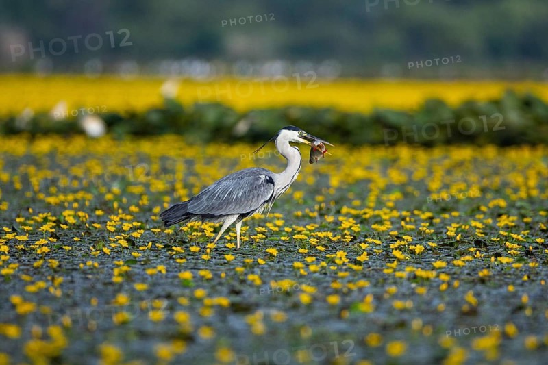 Grey heron (Ardea cinerea) amidst flowering sea pots (Nymphoides peltata) Hungary