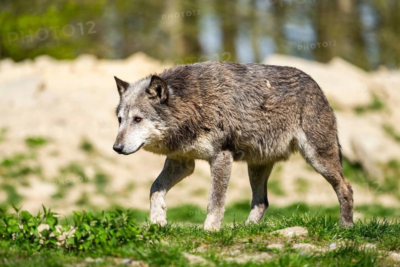 Eastern wolf (Canis lupus lycaon) walking on a meadow, Bavaria, Germany