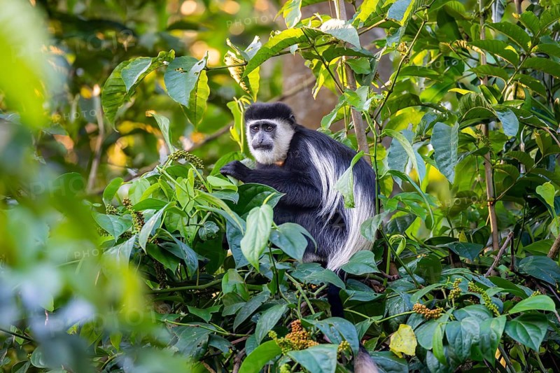 West African guereza or mantelaffe (Colobus guereza occidentalis) eating leaves, Bigodi, Western Region, Uganda