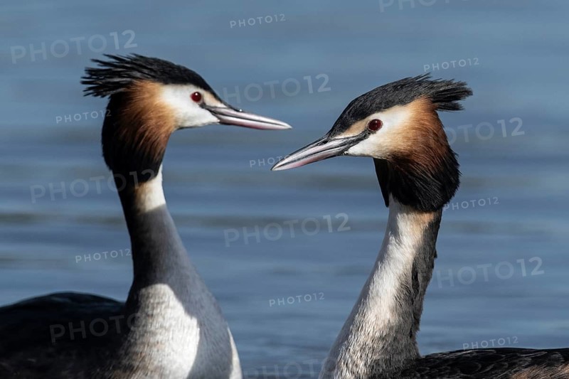 Great Crested Grebe (Podiceps Scalloped ribbonfish) Courtship, Emsland, Lower Saxony, Germany