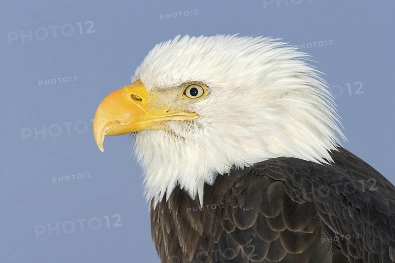 Bald Eagle (Haliaeetus leucocephalus), Alaska, USA