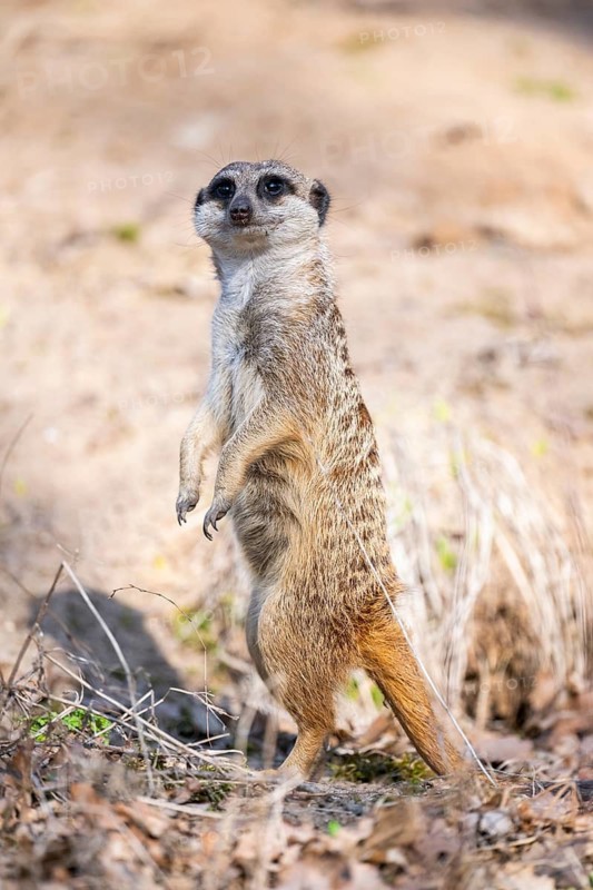 Meerkat (Suricata suricatta) standing sweet and curious in the desert, captive, occurrence Africa