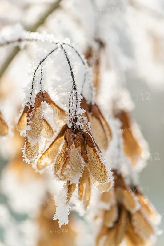 Ice crystals from roarfrost on Amur maple (Acer tataricum subsp. ginnala) seeds at sunshine in winter, Bavaria, Germany