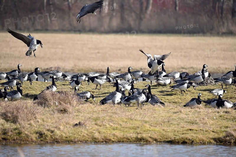 Barnacle geese, white-fronted geese, (Branta leucopsis) at the Katinger Watt bird sanctuary, Schleswig-Holstein, Germany