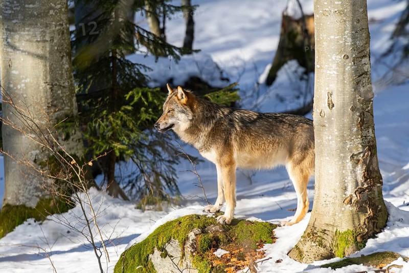 European gray wolf (Canis lupus lupus) standing in a forest in winter, snow, Bavaria, Germany