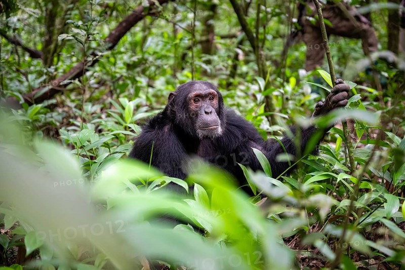 Chimpanzee (Pan Troglodytes), male on the ground, jungle in Kibale National Park, Uganda