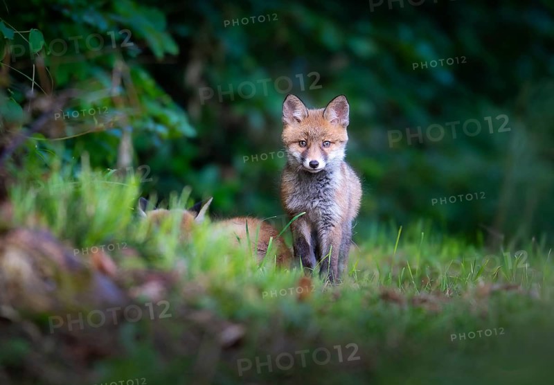 Fox cub (Vulpes vulpes) in the forest, Zurich, Switzerland