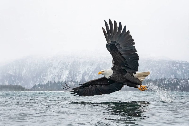 Bald Eagle (Haliaeetus leucocephalus) hunting, Alaska, USA
