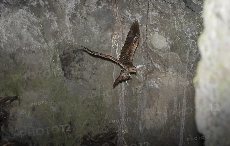 Oilbird (Steatornis caripensis) flying, Pichincha, Ecuador