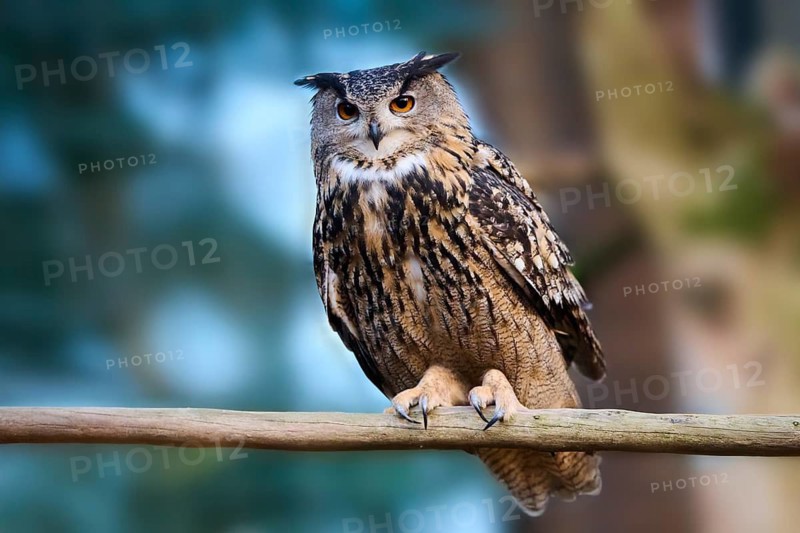 Eurasian Eagle-Owl (Bubo bubo) in a branch in a forest, Bavaria, Germany