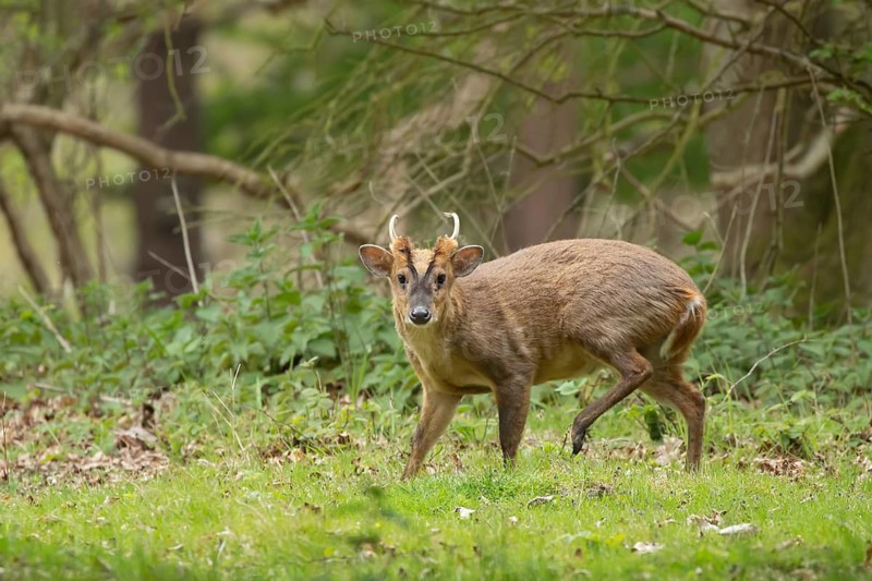 Muntjac deer (Muntiacus reevesi) adult male buck animal in a woodland, England, United Kingdom