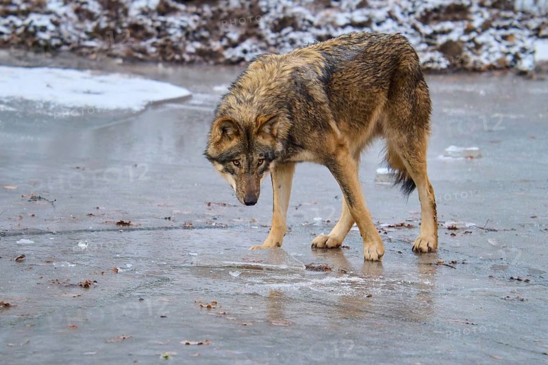 A single wolf standing on ice and looking down, winter, wolf (Canis lupus), Germany